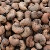 Shelled cashew nuts